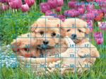 Calendar - 12 Month - A Puppies- 12 Photos (horizontal)